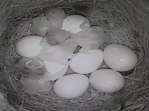 Vier pimpelkuikens geboren.