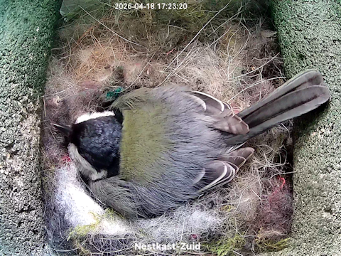 Koolmees broedt vanaf dinsdag 14 april.